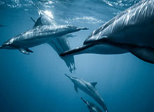 《满意工厂》所有秘籍与控制台命令